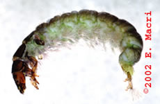Hydropsyche caddis larva from www.pennflyfishing.com