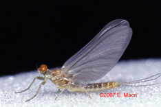 Sulfur Mayfly: Ephemerella invaria